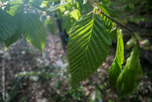 Young elm leaves in spring.