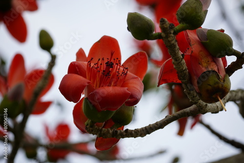 Close-up of blooming Bombax ceiba flowers photo