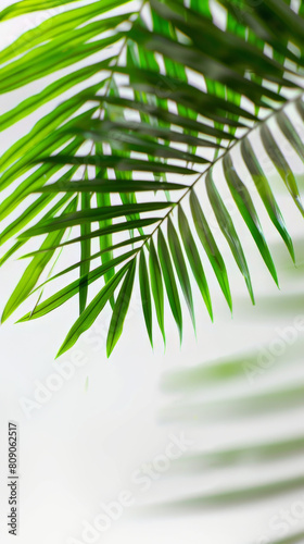 Close-up of green palm leaves on blurred background