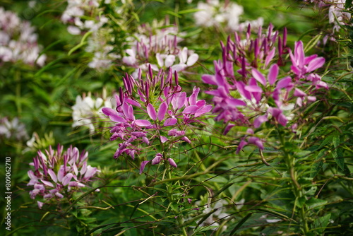 Close-up of Cleome spinosa flower blooming