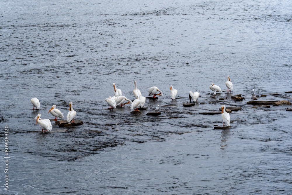 American White Pelicans And Gulls Resting On The Rocks Near The Dam On Fox River In De Pere, Wisconsin, During Spring Migration American White Pelicans And Gulls Resting On The Rocks Near The Dam On Fox River In De Pere, Wisconsin, During Spring Migration