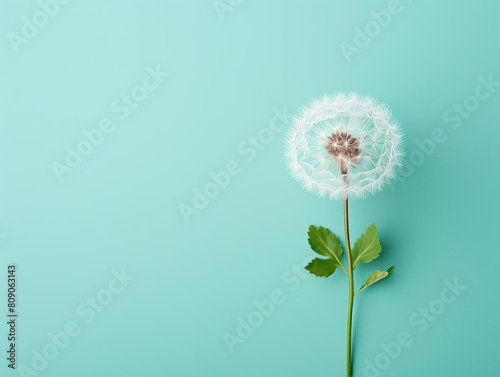 Minimal composition of a lone dandelion in seed  positioned against a pastel mint background  showcasing nature s simplicity