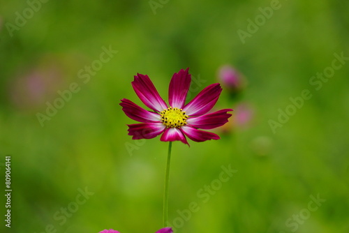 Cosmos bipinnatus flowers bloom in the field