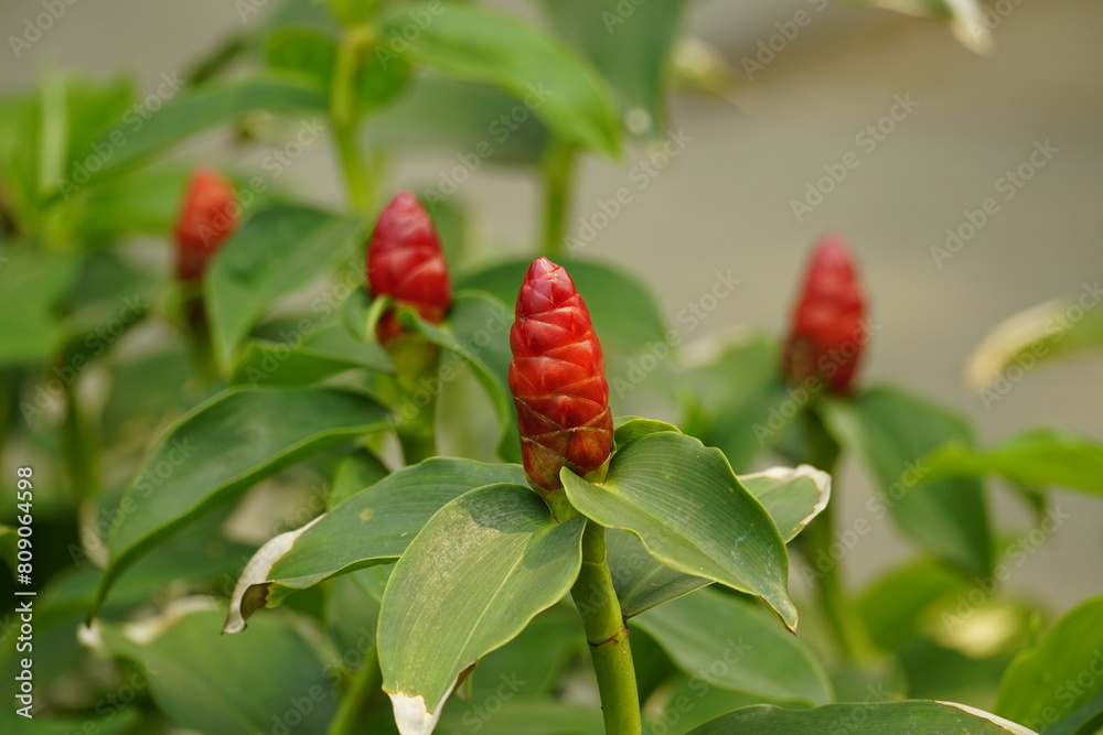Costus woodsonii flowers bloom in the garden Costus woodsonii flowers bloom in the garden