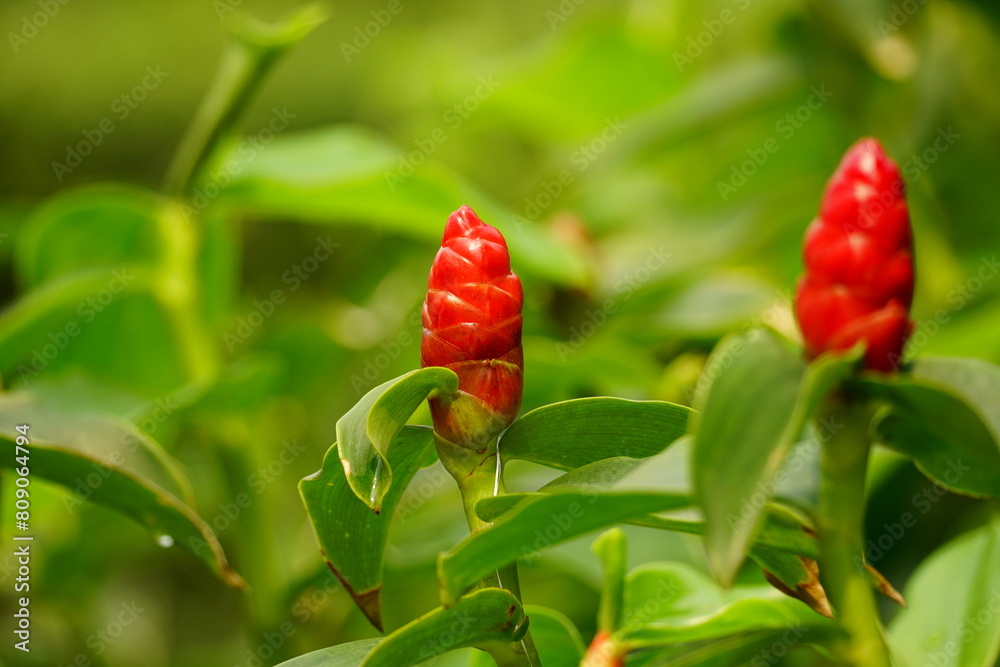 Costus woodsonii flowers bloom in the garden Costus woodsonii flowers bloom in the garden