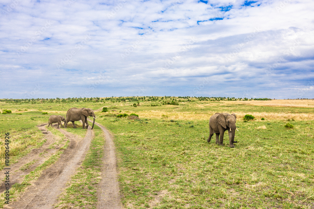 Obraz premium Elephant family is walking in the savannah in Kenya, on safari