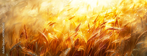 Golden Waves of Harvest: A Field of Wheat Close-Up