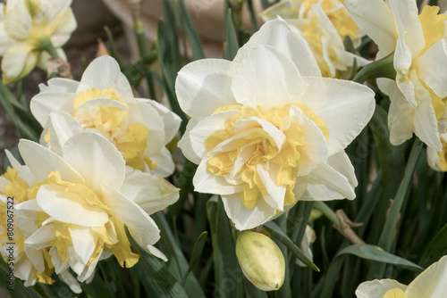 close up of pale yellow daffodils with bright centres