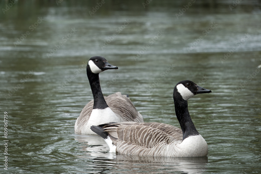 close up portrait of canada geese in the water close up portrait of canada geese in the water