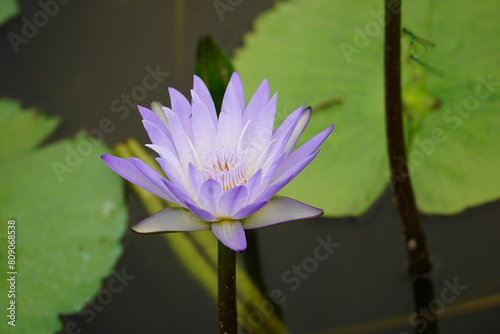 Nymphaea flowers bloom on the lake surface