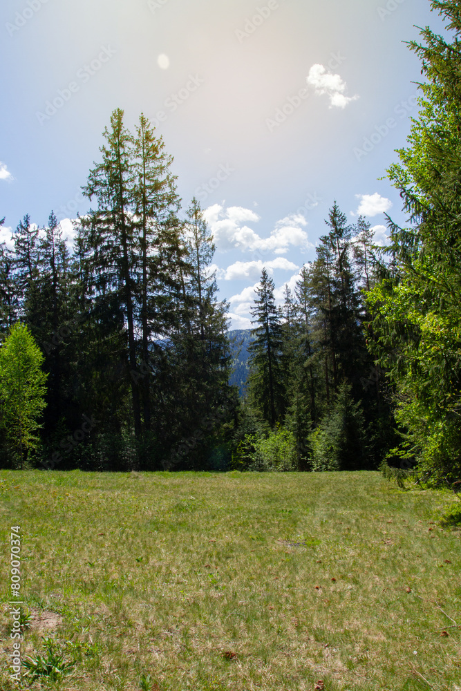 Green meadow and pine trees with sun rays