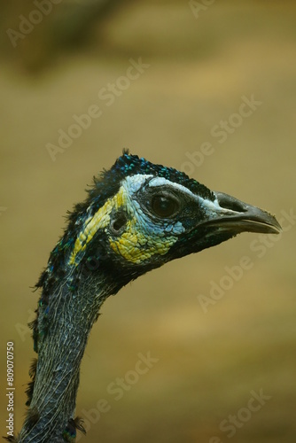 Close-up of the Pavo Muticus photo