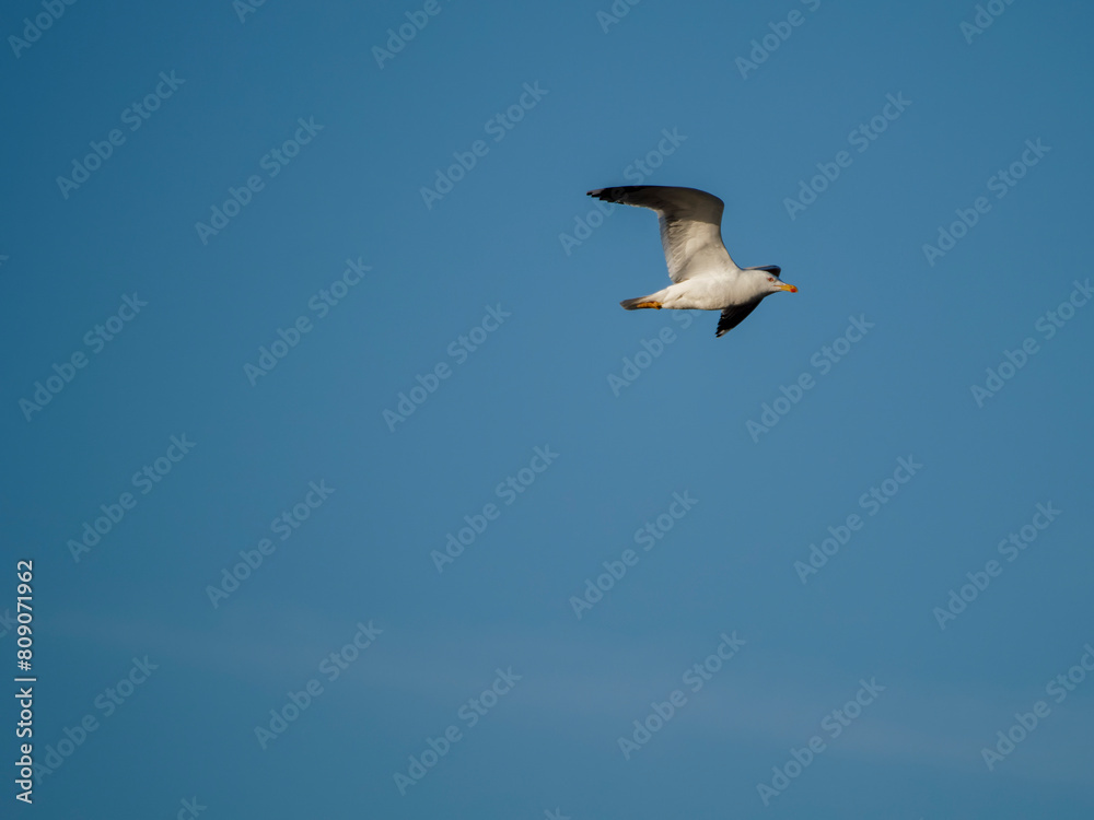 Flamingo in the Ebro River Delta. Flamingos in the Ebro Delta Natural Park, Tarragona. Great Flamingo (Phoenicopterus roseus), Ebro Delta Natural Reserve, Tarragona province, Catalonia, Spain Flamingo in the Ebro River Delta. Flamingos in the Ebro Delta Natural Park, Tarragona. Great Flamingo (Phoenicopterus roseus), Ebro Delta Natural Reserve, Tarragona province, Catalonia, Spain