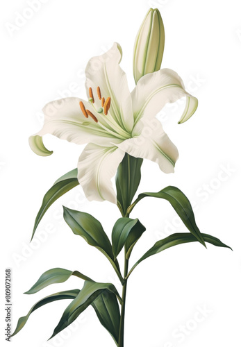 PNG  A close up on pale lilys blossom flower anther