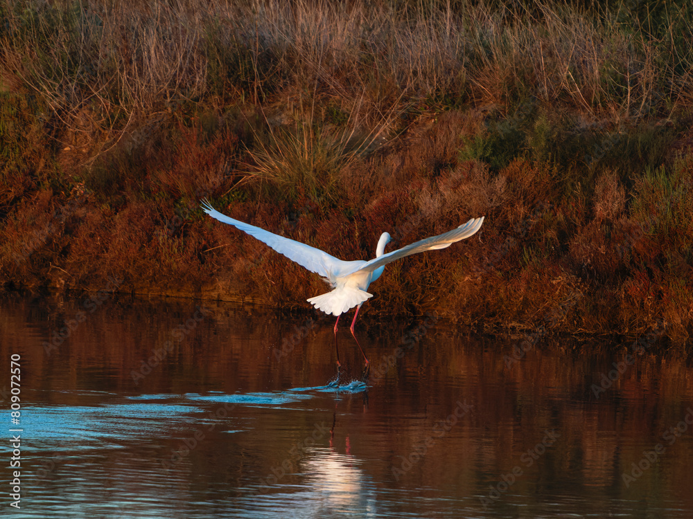 Flamingo in the Ebro River Delta. Flamingos in the Ebro Delta Natural Park, Tarragona. Great Flamingo (Phoenicopterus roseus), Ebro Delta Natural Reserve, Tarragona province, Catalonia, Spain Flamingo in the Ebro River Delta. Flamingos in the Ebro Delta Natural Park, Tarragona. Great Flamingo (Phoenicopterus roseus), Ebro Delta Natural Reserve, Tarragona province, Catalonia, Spain