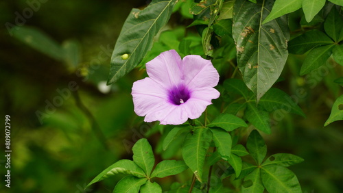 Argyreia nervosa flowers bloom wild photo