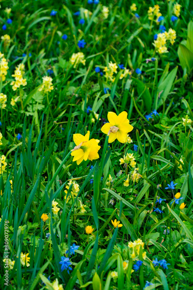 Close-up view of a colorful wildflower meadow featuring bright yellow daffodils and small blue flowers, symbolizing the beauty of spring Close-up view of a colorful wildflower meadow featuring bright yellow daffodils and small blue flowers, symbolizing the beauty of spring