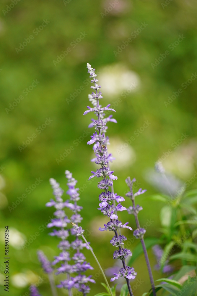 Close-up of Salvia farinacea blooming flower Close-up of Salvia farinacea blooming flower