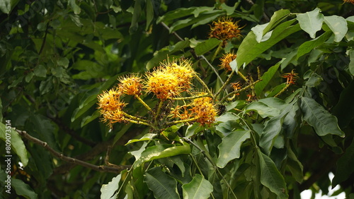 Solidago Canadensis flowers bloom on the tree