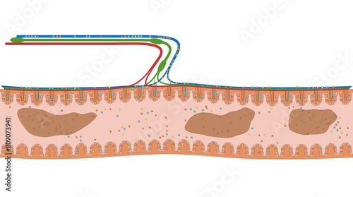 Darmzotten des Duodenum oder Zwölffingerdarm - der Dünndarm im Verdauungstrakt des Menschen - Anatomie