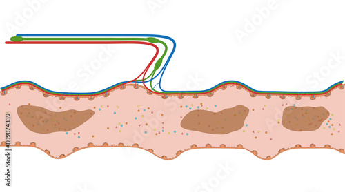Darmzotten des Ileum oder Krummdarm  - der Dünndarm im Verdauungstrakt des Menschen - Anatomie