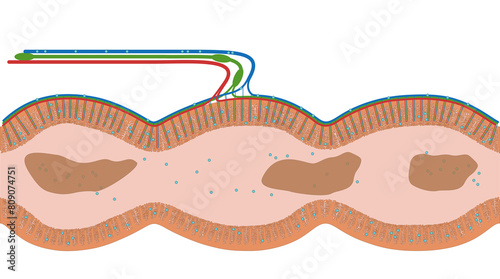 Darmzotten des Intestinum crassum, dem Dickdarm des Menschen - Anatomie des Darm im Verdauungstrakt bzw. Verdauungssystem