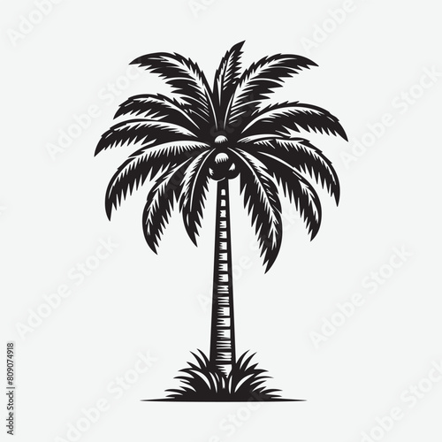 Beautiful tall coconut palm tree vector. Highly Detailed Palm Tree