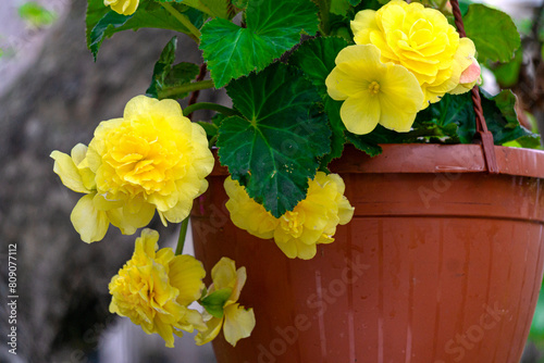 Beautiful bush with blooming yellow begonia flowers in a flower pot.
