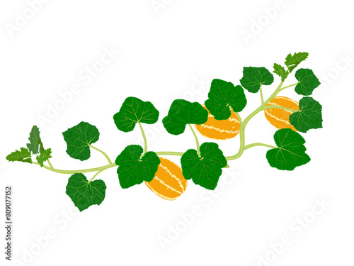 Thai melon on white background.