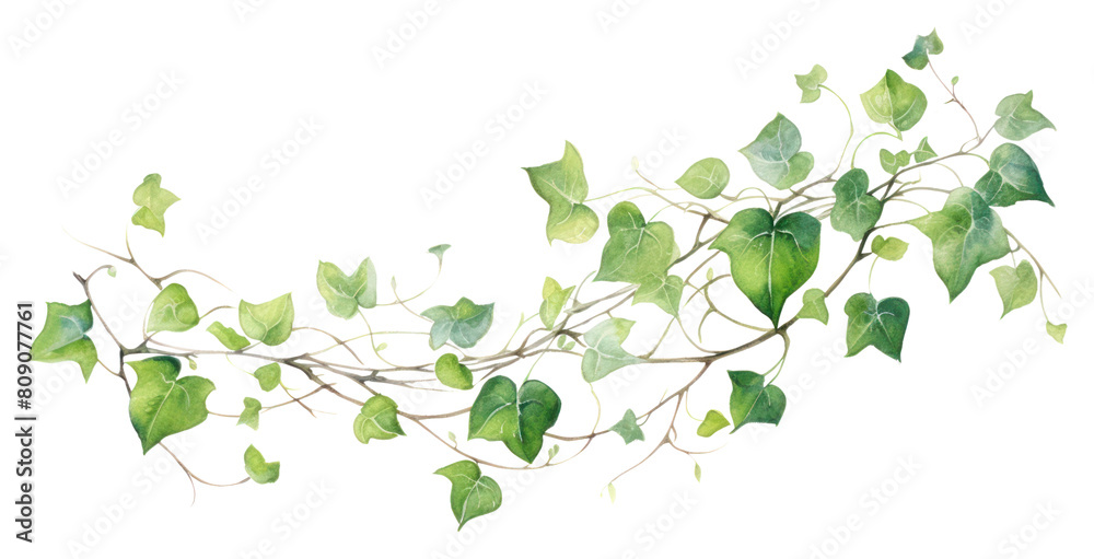 PNG Vines plant leaf vine. 