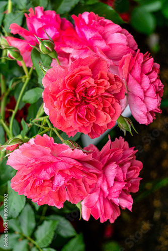 Bush with beautiful buds of red roses in the garden.