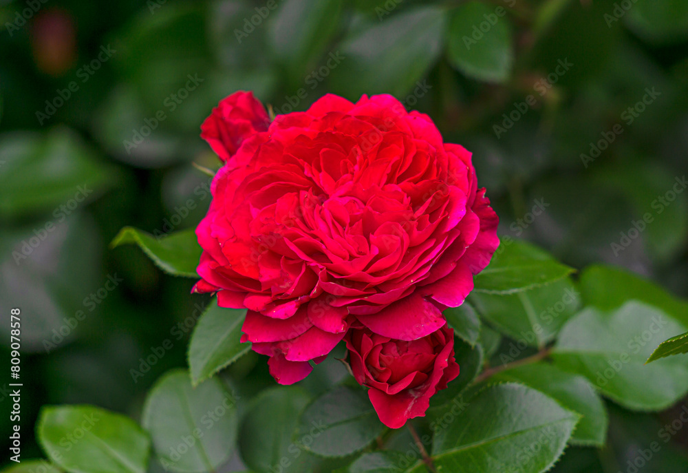 Bush with beautiful buds of red roses in the garden. Bush with beautiful buds of red roses in the garden.