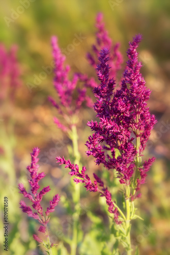 Background or Texture of Salvia nemorosa 'Schwellenburg' in a Country Cottage Garden in a romantic rustic style