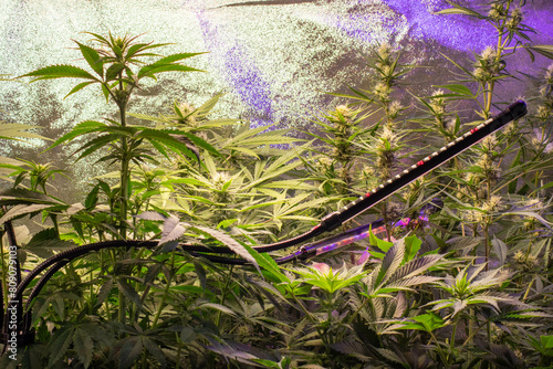 Grow Zelt voll mit Cannabis 