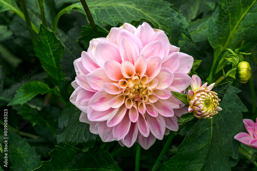Obraz premium Soft pink terry dahlias in a flowerbed in the garden.