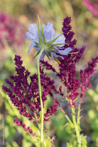 Background or Texture of Salvia nemorosa 'Schwellenburg' and scabiosa flower in a Country Cottage Garden in a romantic rustic style