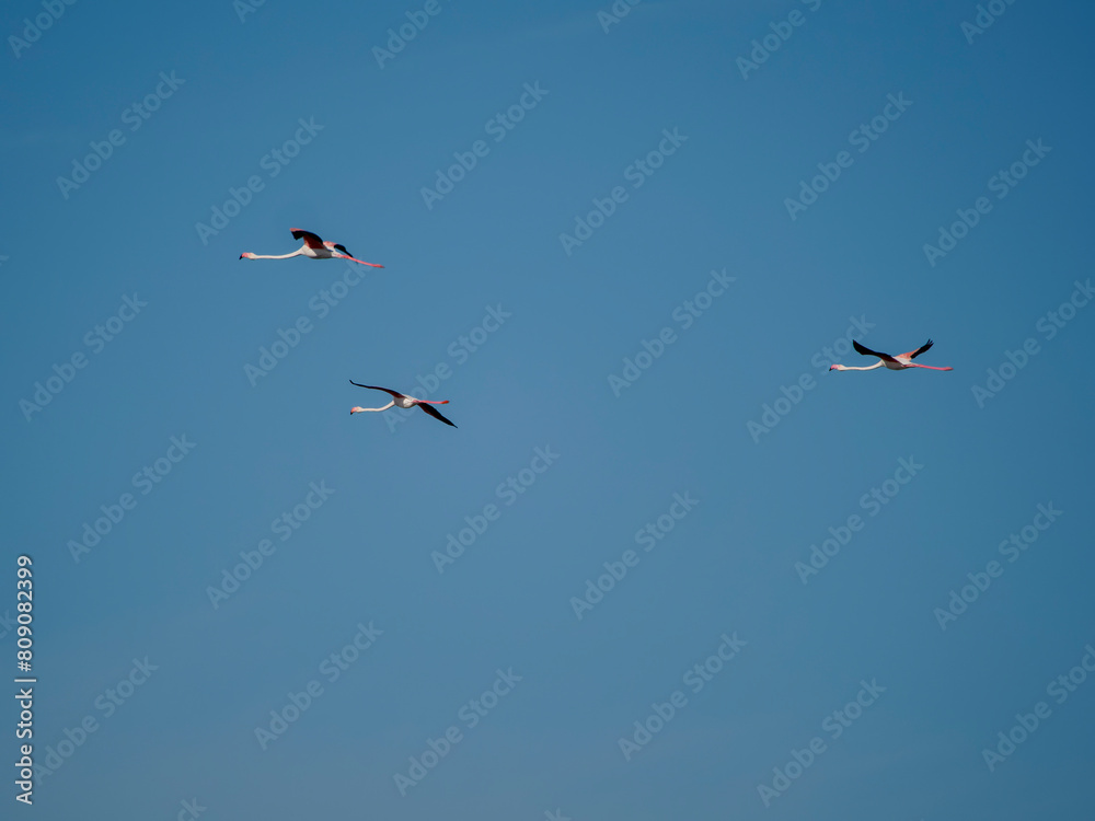 Flamingo in the Ebro River Delta. Flamingos in the Ebro Delta Natural Park, Tarragona. Great Flamingo (Phoenicopterus roseus), Ebro Delta Natural Reserve, Tarragona province, Catalonia, Spain Flamingo in the Ebro River Delta. Flamingos in the Ebro Delta Natural Park, Tarragona. Great Flamingo (Phoenicopterus roseus), Ebro Delta Natural Reserve, Tarragona province, Catalonia, Spain