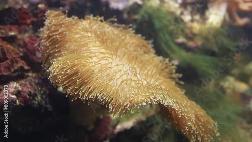 Toadstool Leather Corals, deep sea life. Sarcophyton spp. soft coral with stars shaped polyps sways in aquarium
