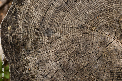 visuale macro della sezione un tronco di un albero tagliato dai colori sbiaditi e spenti, con vista particolare dei dettagli degli anni di sviluppo photo