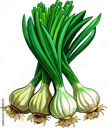 Fresh Green Scallions with White Bulbs isolated on transparent background, vector.