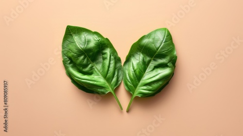 Two Fresh Basil Leaves