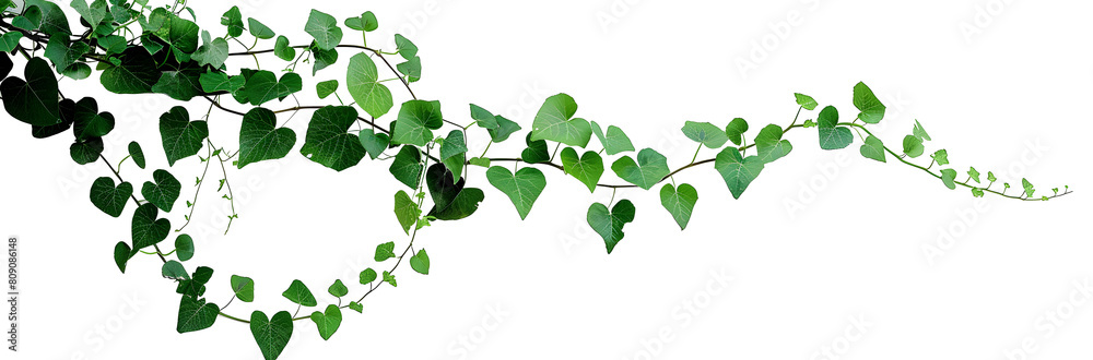 Bush grape or three-leaved wild vine cayratia (Cayratia trifolia) liana ivy plant bush, nature frame jungle border isolated on white background, clipping path included Bush grape or three-leaved wild vine cayratia (Cayratia trifolia) liana ivy plant bush, nature frame jungle border isolated on white background, clipping path included