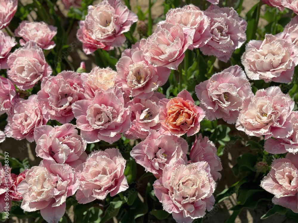 Tulips fringed ruffled pink flowers. Tulips fringed ruffled pink flowers.