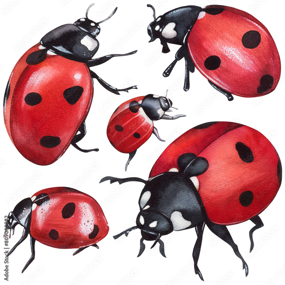 Obraz premium Ladybug clipart, isolated illustration. Beautiful insect on a white background, watercolor painted by hand art for wallpaper. Cartoon cute animal. Watercolour print, hand drawn,red lady bug black dots