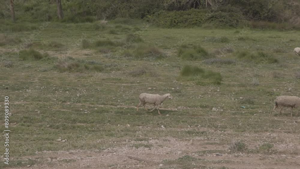sheep in the field