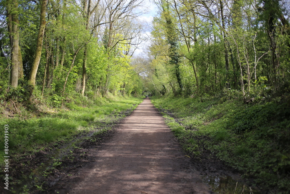 footpath in the woods