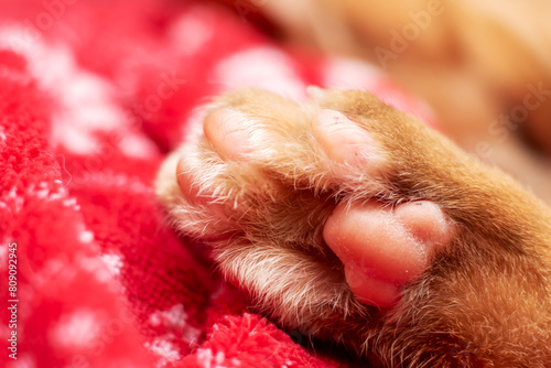 Close up of a Felidaes paw with delicate nails on a red blanket photo