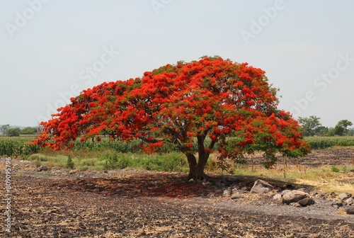 Flammenbaum photo