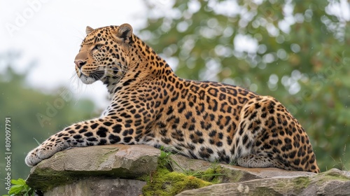   A large leopard rests atop a rock  overlooking a lush  green forest teeming with leafy trees
