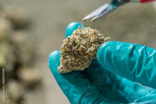 Hand trimming Buds of Cannabis in Drying Curing Cannabis flowers buds process Closeup with drying cola pistil trichomes all in buds. trimming by scissors for drying curing process Buds of Cannabis.